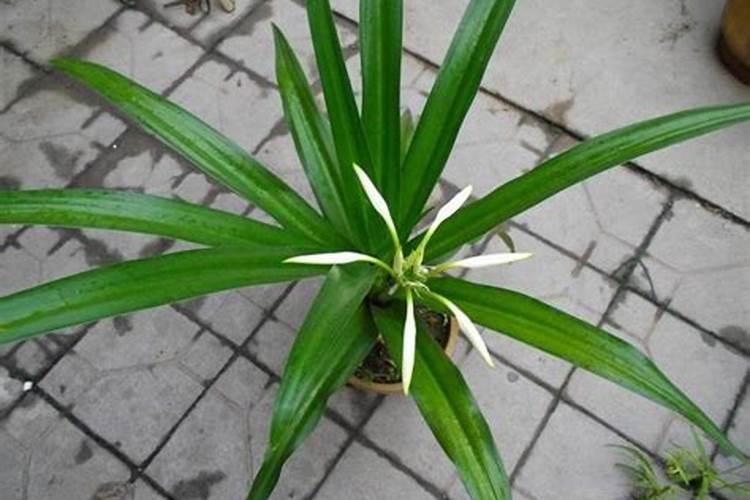 球状植物有哪些