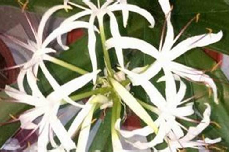 根部像大蒜。叶子扁平。是什么植物,