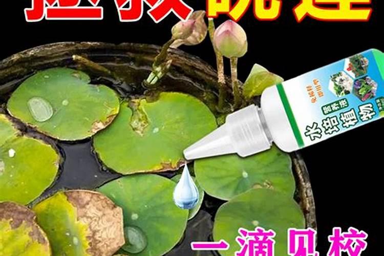 睡莲水养施肥可以用复合肥吗