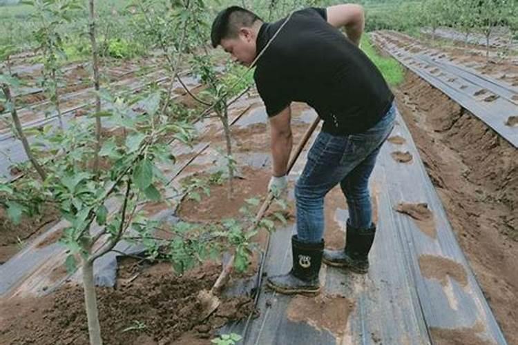 作为化肥磺腐酸钾和硫酸钾的区别!同时介绍哪个更好!
