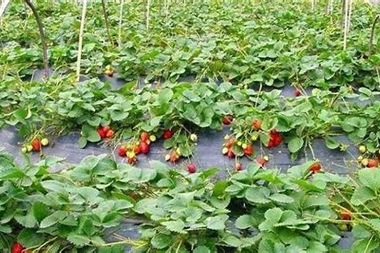 玉米地的粘虫用什么农药最有效？