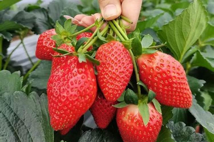 种花生用什么肥料好
