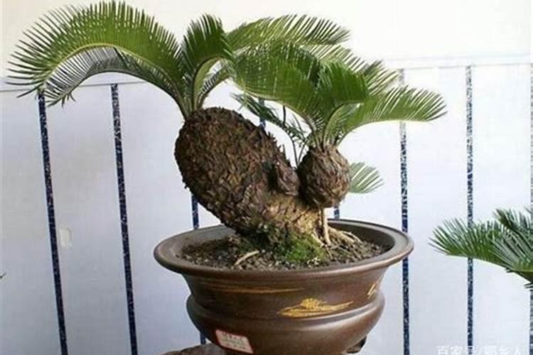 铁树喜肥吗 喜欢施什么肥料