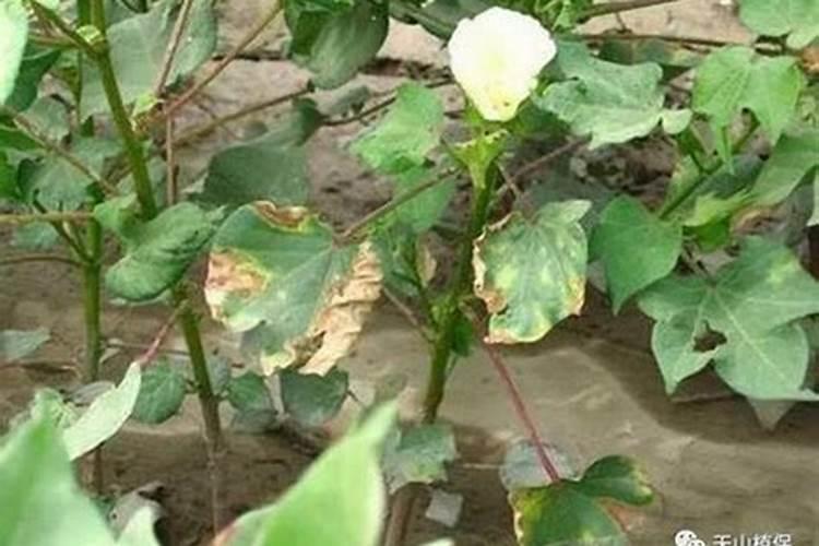 ...甜菜、大豆、花生等作物缺钾有何症状？怎样防治？