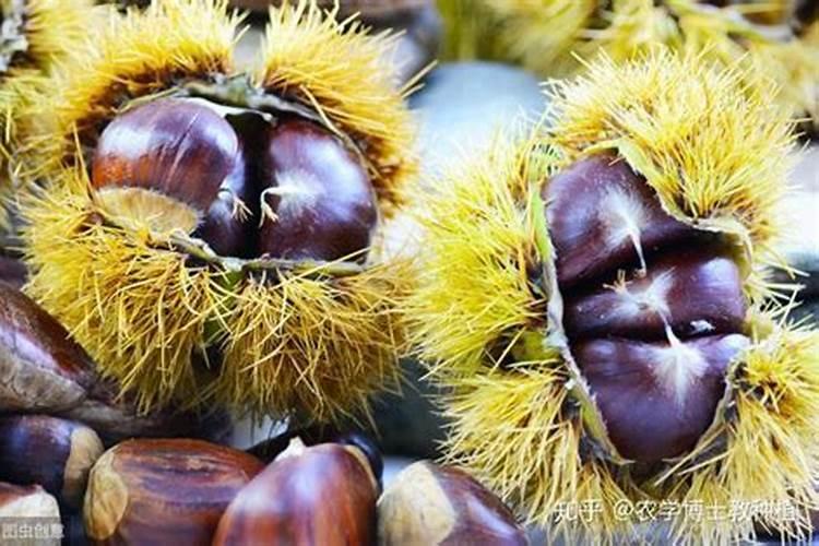 板栗如何施肥才能高产