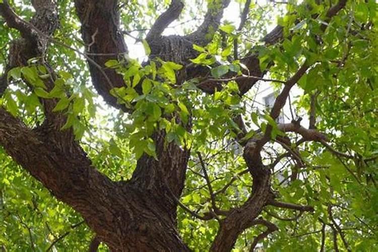 菜心种子怎么种植 菜心种子怎样种植