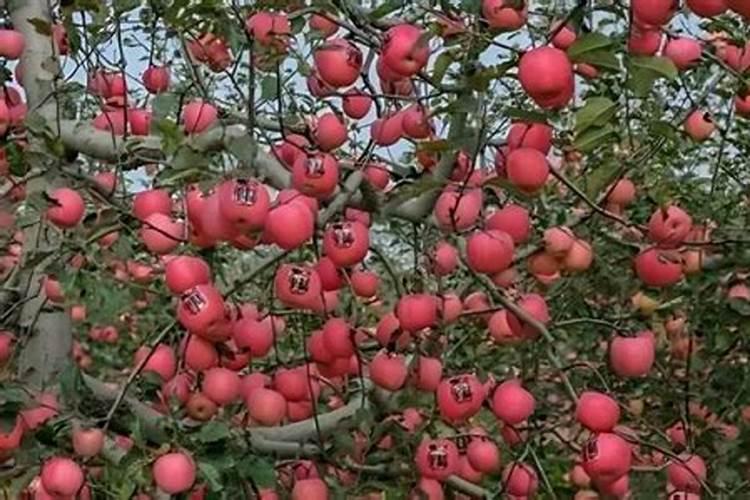 苹果树开花时施什么肥苹果树花前施什么肥好