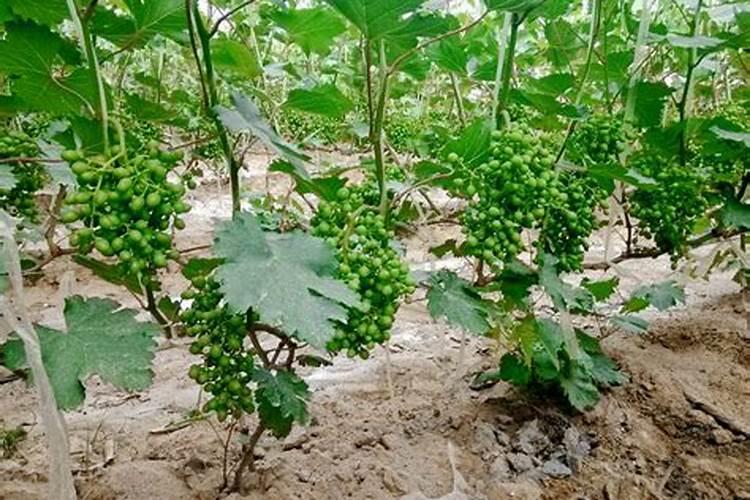 什么是鱼蛋白肥料,鱼蛋白肥料作用及使用方法