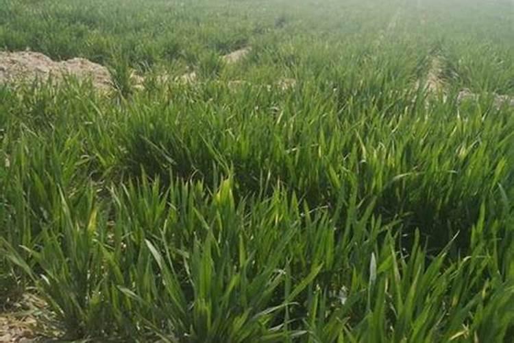 小葱能用芸苔素 磷酸二氢钾混合喷雾吗？