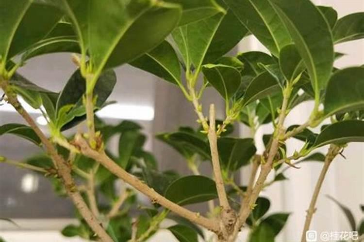 如何露地栽培桂花树？