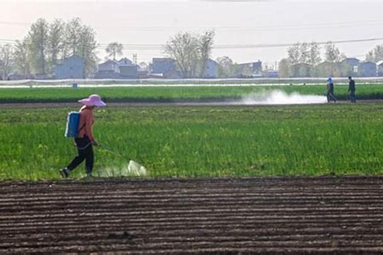 大葱专用肥料哪种的好？大葱抗病增产喷施昆仑风叶面肥!