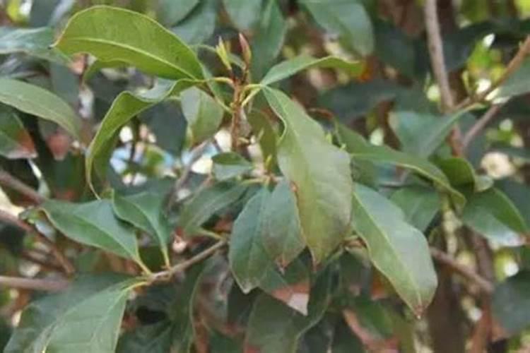 桂花树叶子尖发黄干枯用不用摘掉？