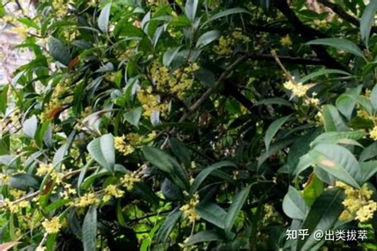 桂花树掉叶子应采取什么措施呢
