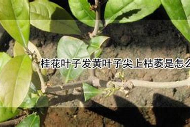 桂花树叶子不是很绿有点黄,该用哪些肥料才能防止这种情况呢？