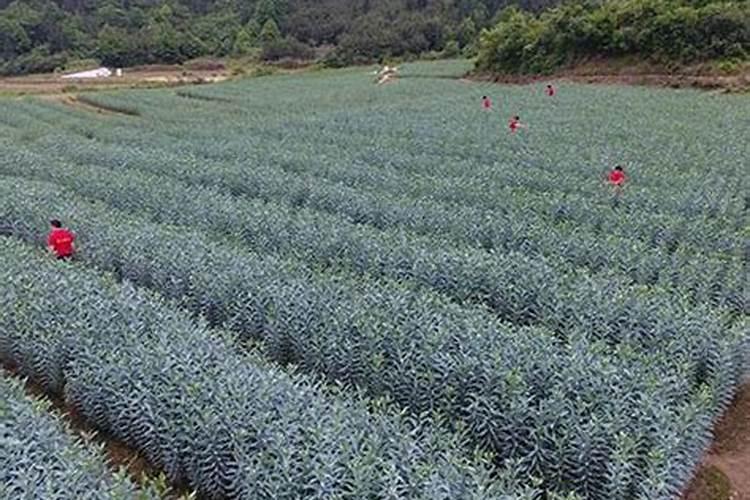 鱼蛋白使用注意事项