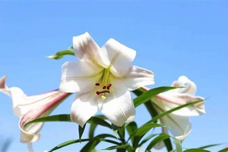 吃的百合如何种植