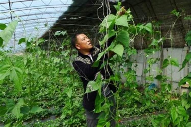 地豆王的种植技术视频