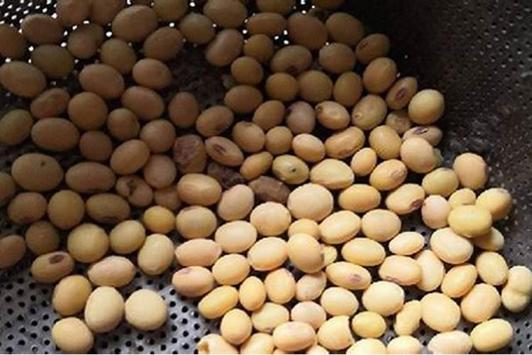 精美田笑大家族豆角种栽培技术要点？