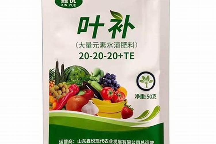 四季豆怎样种植