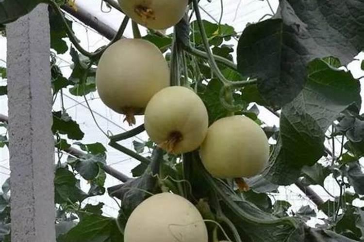 种植番茄时,番茄移栽最佳时间是什么时候？