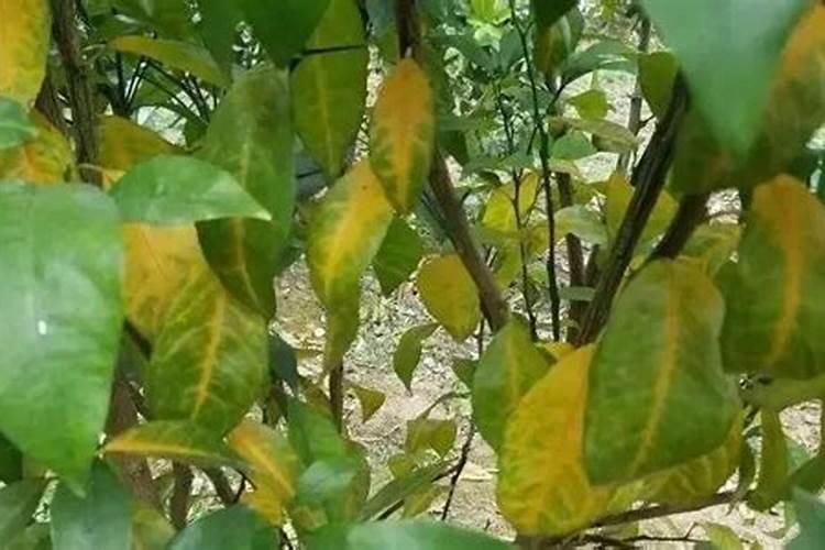 植物新叶失绿是缺少什么元素