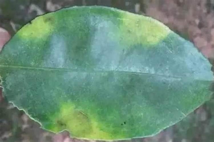 各种元素对植物的影响有哪些？