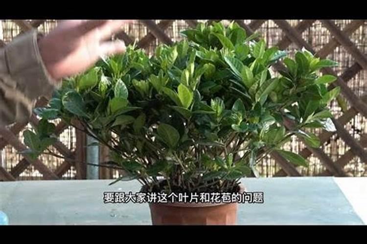 淘米水是氮肥还是磷肥