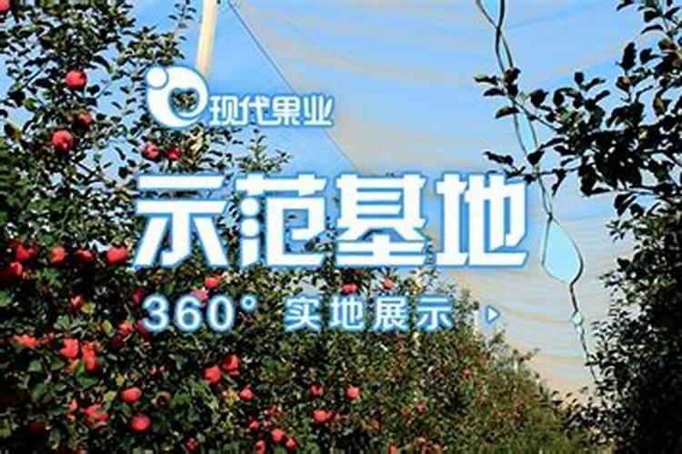 樱桃树怎么种植？