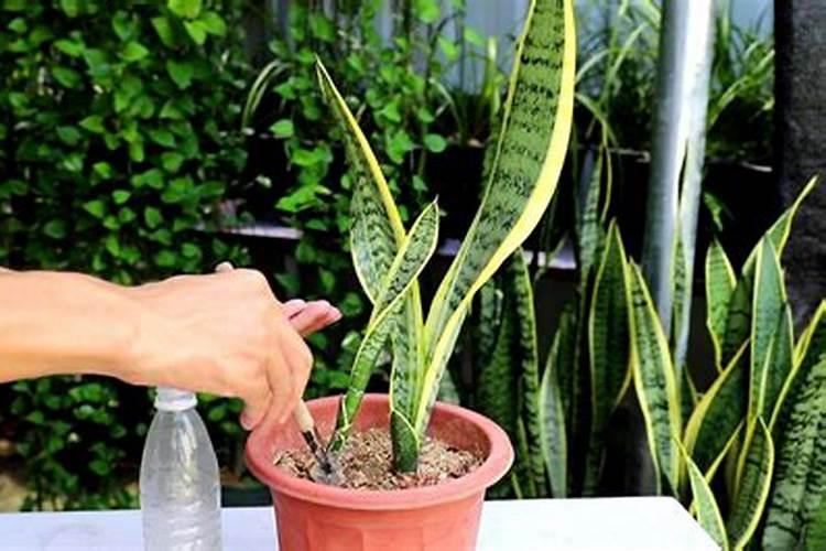 虎皮兰的施肥方法什么肥料好？