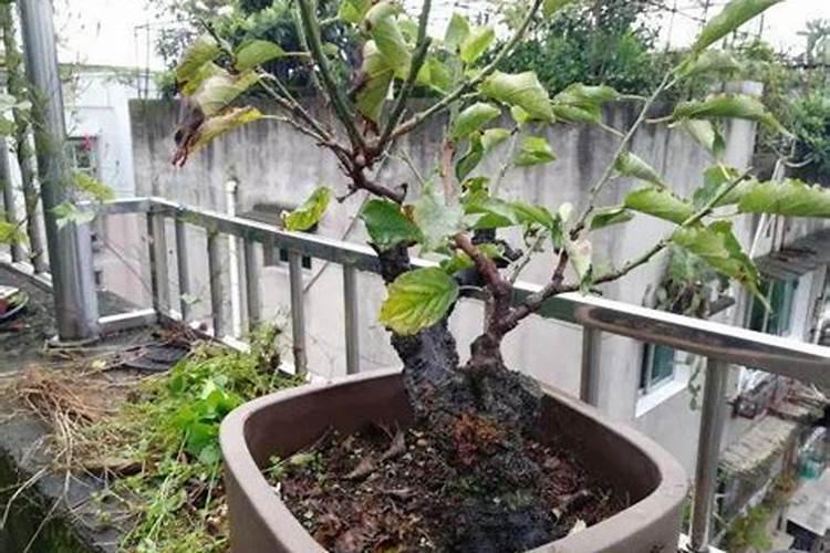 盆栽梅花用什么肥好