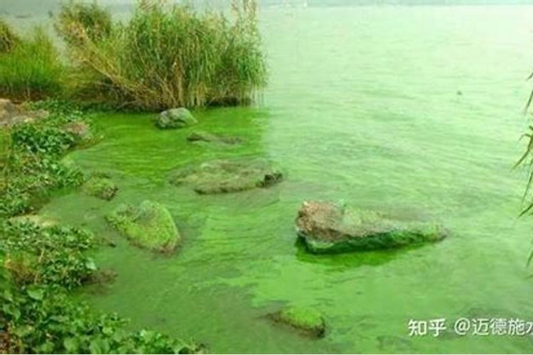 李子树的果实里有虫子怎么办