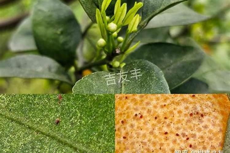 柑橘花期能用苯甲嘧菌酯吗？