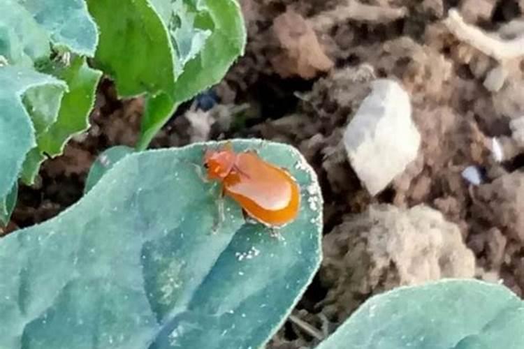 矿源黄腐酸钾柑橘花期使用怎么样？矿源用于砂糖橘有什么用