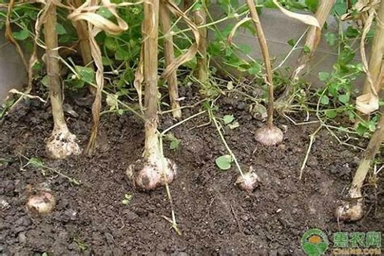 果树在果实膨大期施入钾肥过量有危害吗？