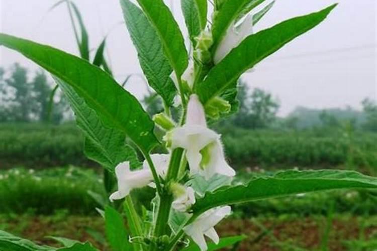 提高芝麻产量,有什么技术要点？