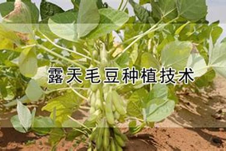 草坪用肥料还是营养液
