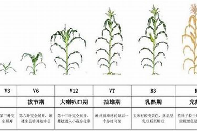 玉米配方施用肥料的技巧有哪些