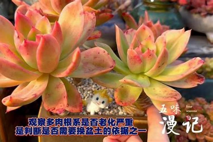 多肉也要贴秋膘,盆里埋点料,一个月胖成球!