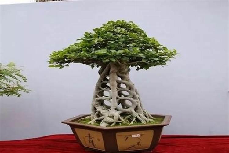 什么肥料可以让植物快速生长？