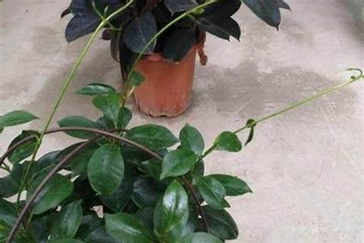 黑皮冬瓜的高产种植技术
