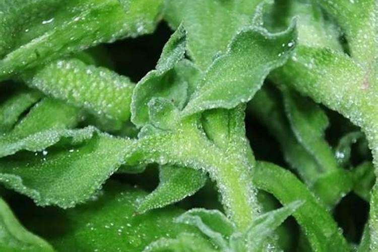 冰草种植方法和季节
