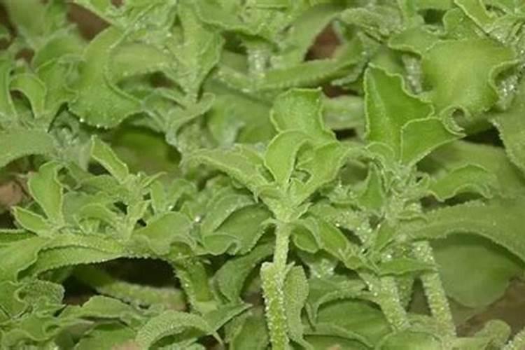 适合黑龙江种植牧草