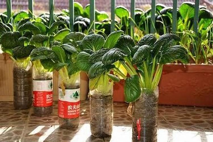 烂菜叶和水果皮怎么制作种菜肥料