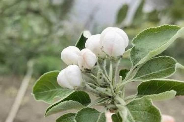 苹果树上什么肥料苹果后期果大色艳,什么时候上肥料时间最佳？