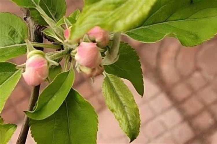 苹果树补钙的叶面肥有哪些苹果树叶面肥一年喷几次都喷什么肥
