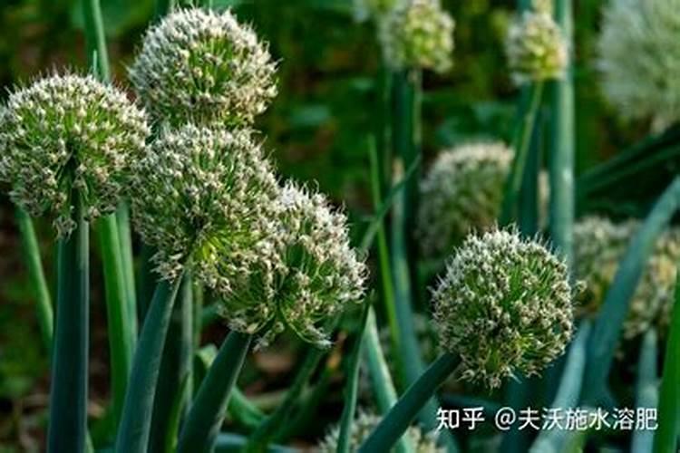小葱上有蚜虫,撒草木灰能起作用吗？怎么办呢？