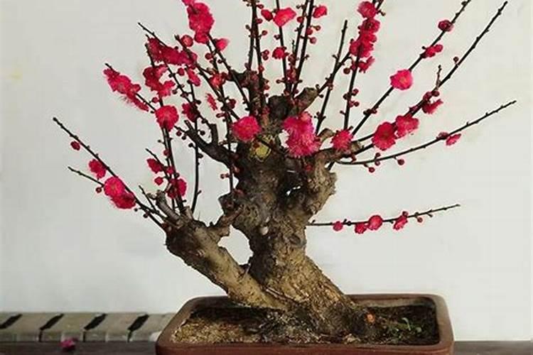 红梅花怎么养,追施薄肥防治虫害