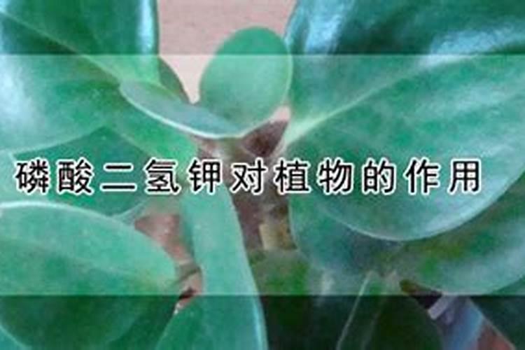 杨梅树施什么肥最好