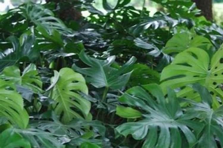 杜鹃花施什么肥最好