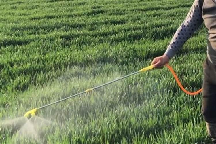 白天12度晚上1度给小麦打叶面肥能行吗？